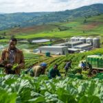 Rwanda’s $400 million agriculture bet Who will own the next food economy